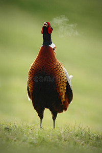 草地上常见的野鸡，有张开的嘴和蒸汽
