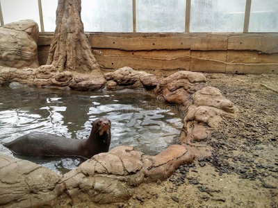 小爪的水獭图片