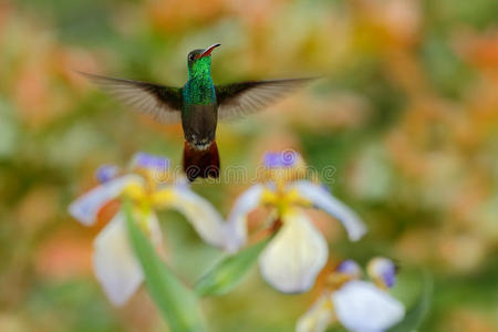 绿色的鲁弗斯尾蜂鸟，亚马逊Tzacatl，飞在美丽的花朵旁边，美丽的橙色绿色背景，科斯塔