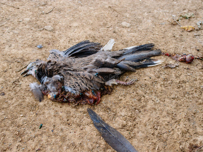 死鸟照片