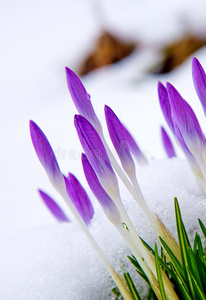 的花园篱笆上,在苍白的冬日早晨的阳光下,枯萎的叶子覆盖着霜冻和冰晶