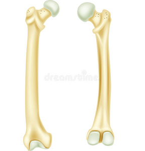 人体骨骼解剖的卡通插图
