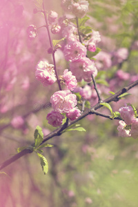 阳光下树枝上的樱花。