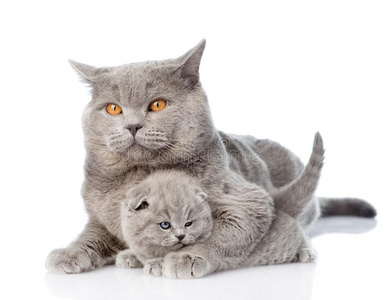 一只小猫回头看图片