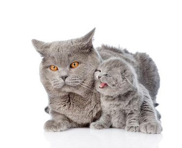 成年母猫拥抱一只新生的小猫. 在白色上隔离照片