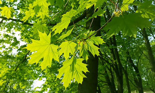 颜色 美女 美丽的 树叶 季节 植物 静脉 公园 春天 生态学