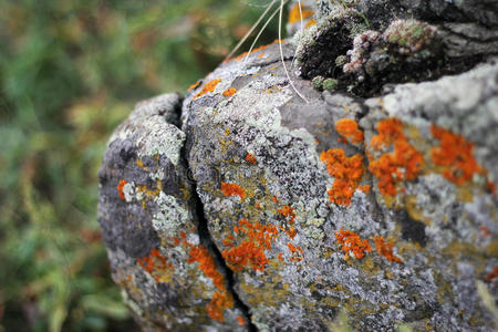 花岗岩 植物 苔藓 特写镜头 颜色 纹理 古老的 植物区系