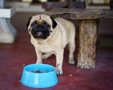 动物 宠物 食物 健康 可爱极了 营养 饮食 犬科动物 可爱的