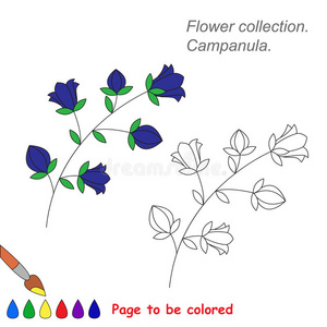 在矢量中的campanula要着色。