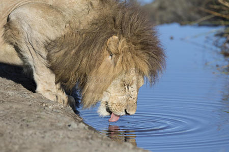 猫科动物 纳米比亚 狮子 哺乳动物 环境 公园 母狮 国王