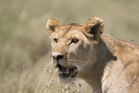 栖息地 危险的 猫科动物 领导 自然 玛拉 动物 鬣狗 非洲