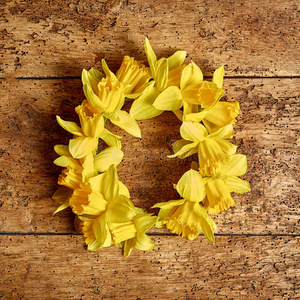 五颜六色的黄色春水仙花圆形花环