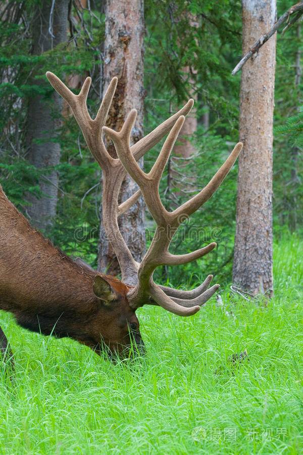 在黄石公园夏季草丛中吃草的大型公麋鹿