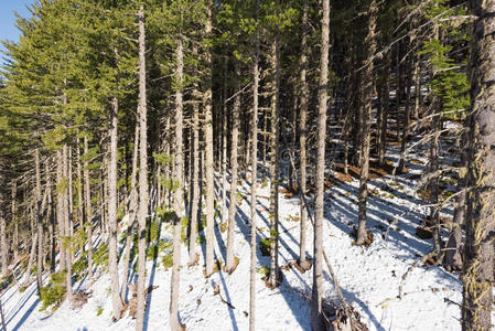 新的 森林 暴风雪 寒冷的 高地 环境 自然 天空 阳光