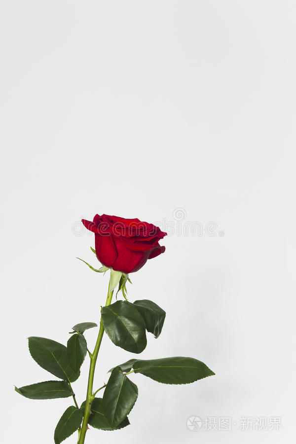 白底红玫瑰
