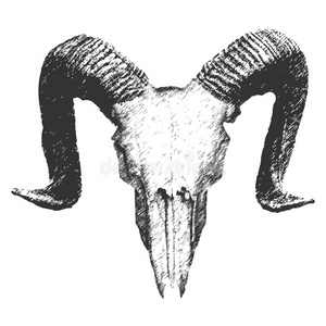 羊头骨素描结构图图片