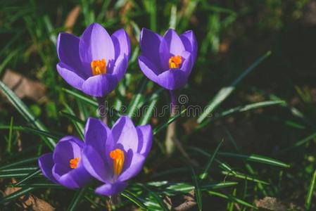 初春花图片 初春花素材 初春花插画 摄图新视界