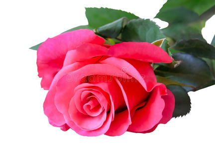 玫瑰色 生日 颜色 春天 玫瑰 夏天 粉红色 美丽的 开花