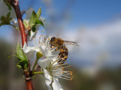 蜜蜂在花上