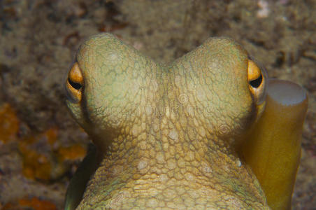 触须 地中海 水下 居住 动物群 岩石 水族馆 海的 章鱼