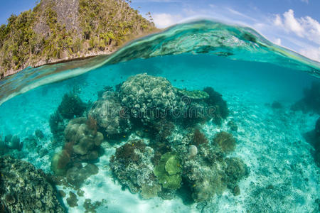 珊瑚殖民地在遥远的热带泻湖