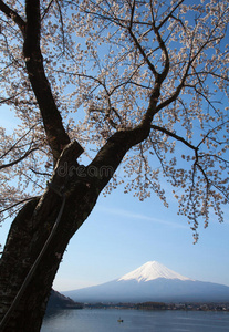 樱花和富士山