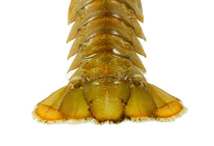 甲壳动物 自然 食物 海鲜 居住 生态学 美食家 无脊椎动物