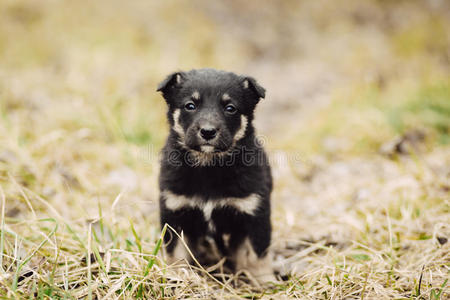 外部 小狗 犬科动物 可爱的 草地 波特拉 自然 血统 宝贝