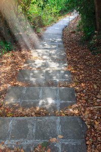 建设 梯子 铺路 院子 植物 人行道 地板 自然 通路 卵石