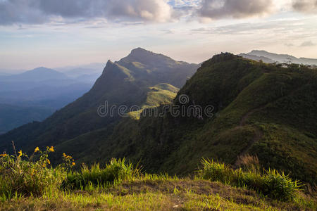 徒步旅行 风景 种植园 自然 小山 美丽的 清莱 农场 环境