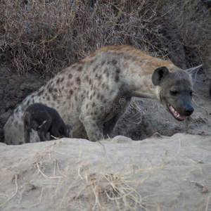 玛拉 鬣狗 动物 模糊 斑鬣狗 野生动物 捕食者 非洲 幼崽
