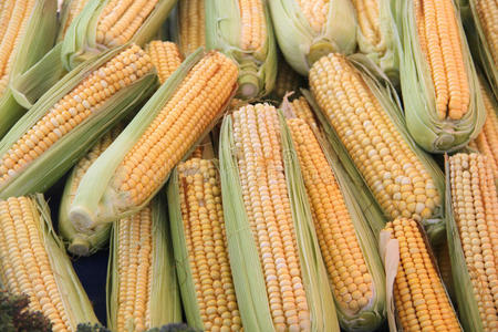 玉米收获季节后的COBS。