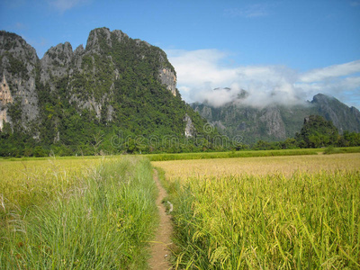 丘陵 包围 植被 老挝 冒险 树叶 在下面 行走 旅行 越南