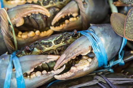 塑料 开胃菜 海的 特写镜头 食物 对虾 准备 地中海 餐厅