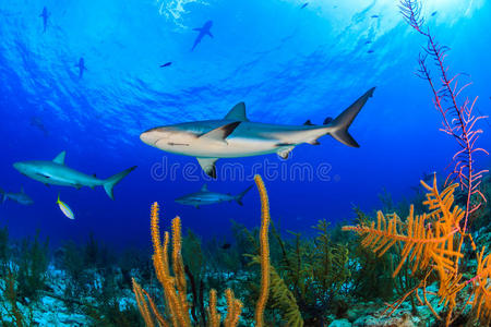 加勒比礁鲨鱼和珊瑚