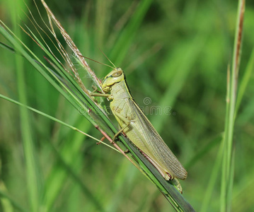 蝗虫栖息在绿色的草地上