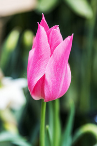 礼物 植物 复活节 自然 粉红色 花的 盛开 花园 园艺