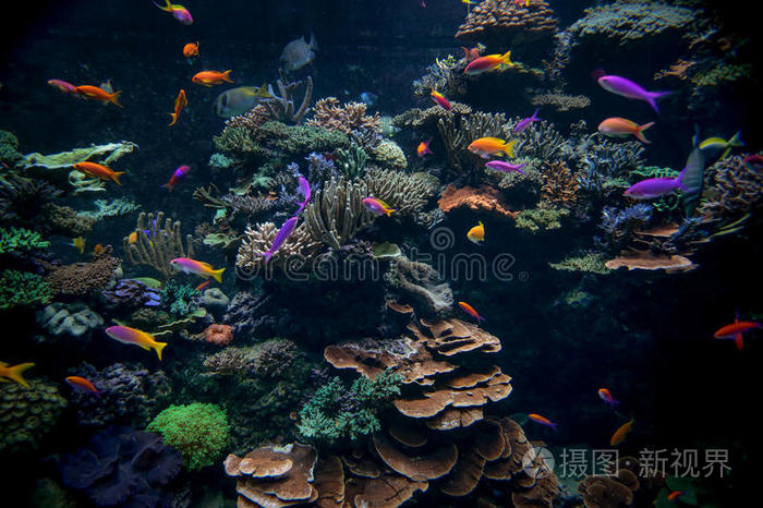 彩色水族馆