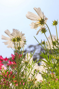 东南方 农场 洋甘菊 平原 国家 自然 草坪 美丽的 花的