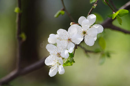 白色樱花