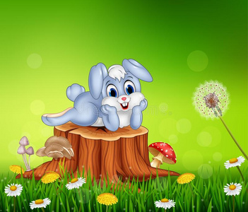 的季节背景树桩可爱的小兔子在夏天季节背景树桩上松树在森林中扎根