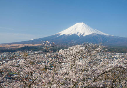 富士山樱花