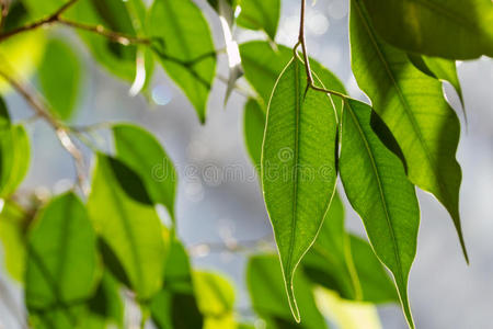 草本植物 植物区系 园艺 分支 生长 地面 树叶 农事 颜色