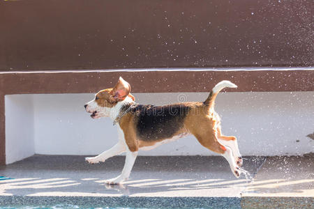 热的 猎犬 可爱的 幸福 生活 眼睛 集中 耳朵 边缘 水塘