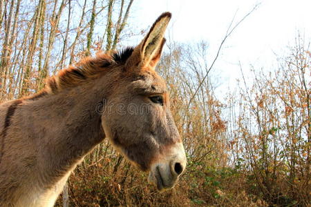 驴头图片