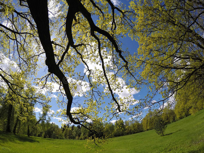 美丽，明亮的夏季景观草地后面的木头和前景中的树枝
