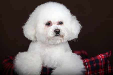 白贵宾犬白色有线标准贵宾犬站在白色背景前白贵宾犬白贵宾犬皮革项圈