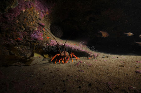 澳大利亚 茉莉 裂缝 浮潜 孤独的 暗礁 水下 底部 海洋