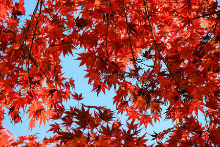 植物 花园 自然 美丽的 秋天 放松 阴影 公园 休息 日本人