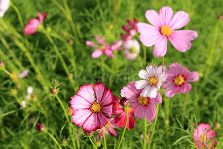 环境 领域 植物区系 季节 植物 农场 春天 粉红色 乡村